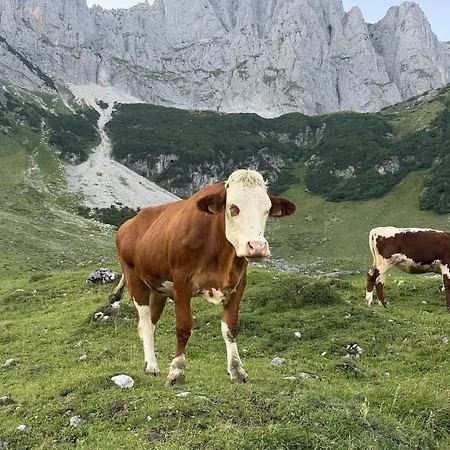 Kaiser Nest Going am Wilden Kaiser